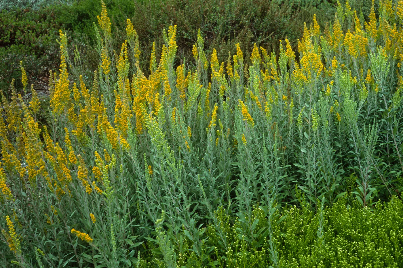Solidago californica, SBBG