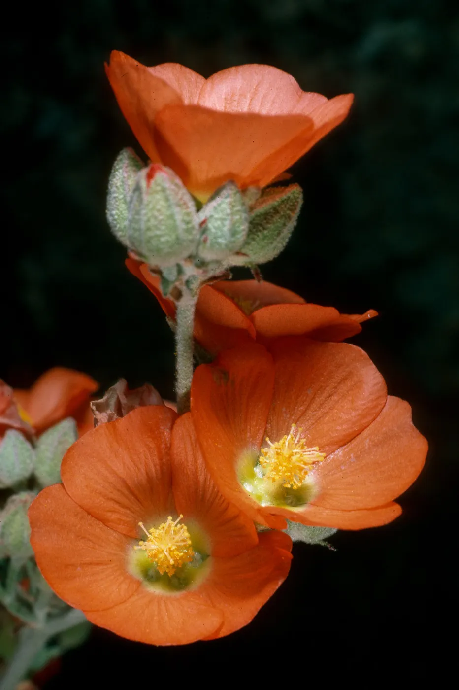 Sphaeralcea ambigua, Cedar Cyn. Rd., Mid Hills