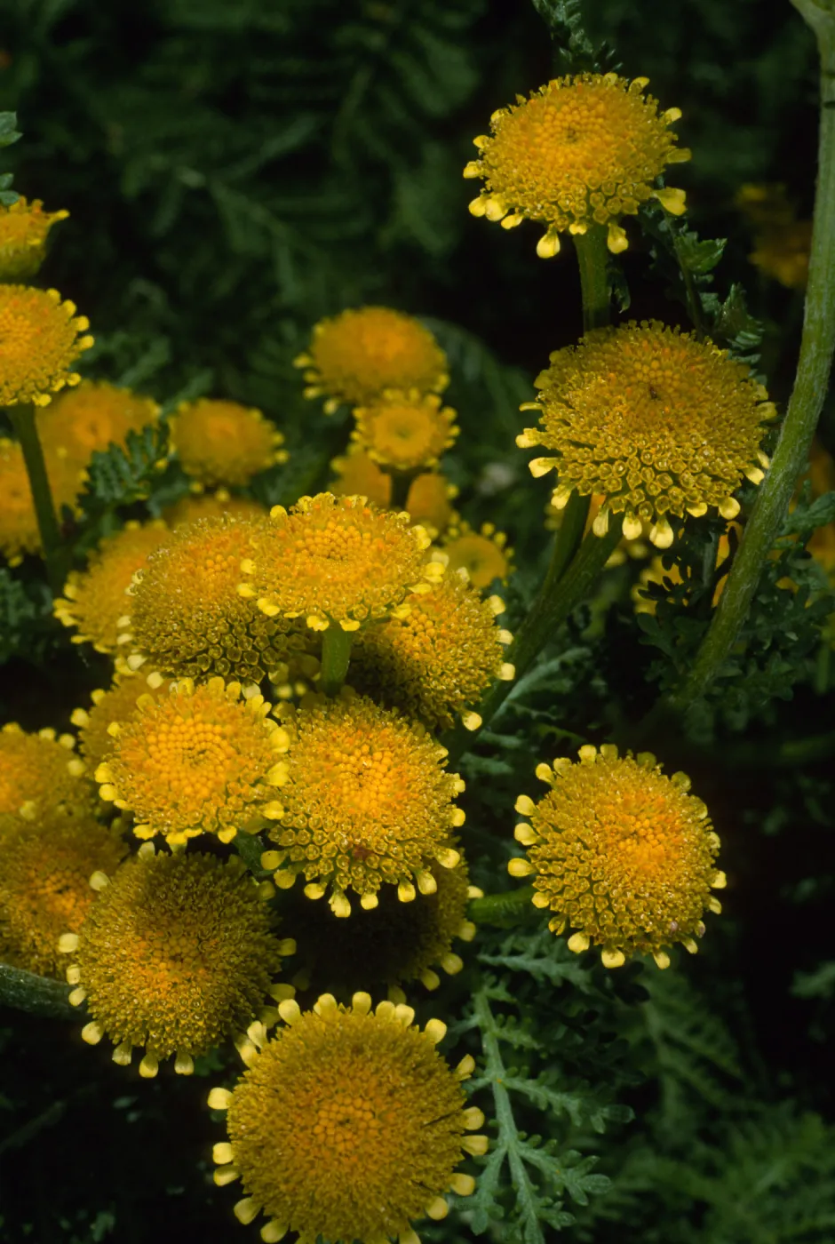 Tanacetum camphoratum, SBBG