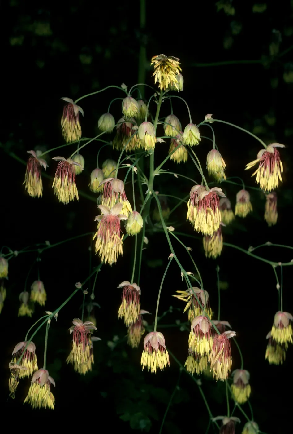 Thalictrum polycarpum, SBBG, Arroyo Section