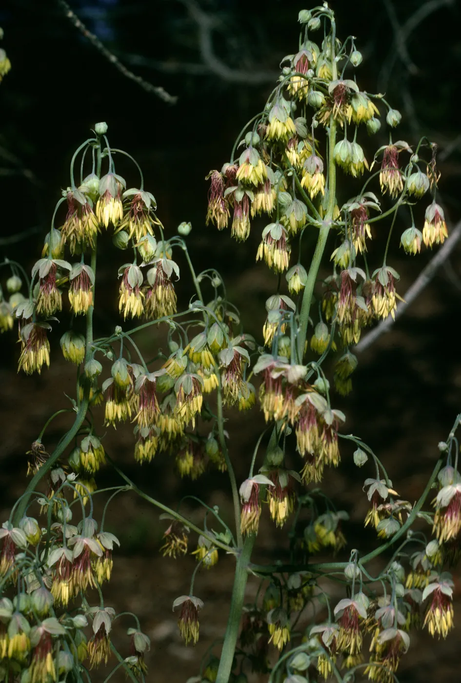 Thalictrum polycarpum, SBBG