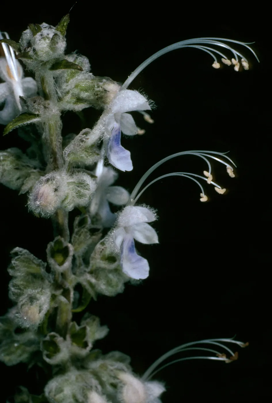 Trichostema lanatum (white form)