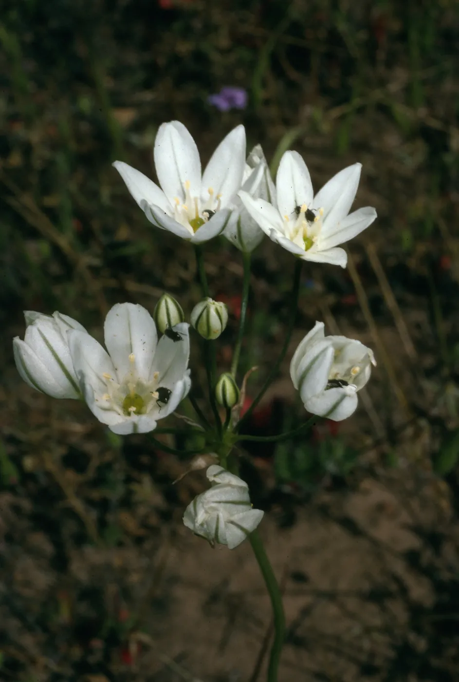 Triteleia hyacinthia