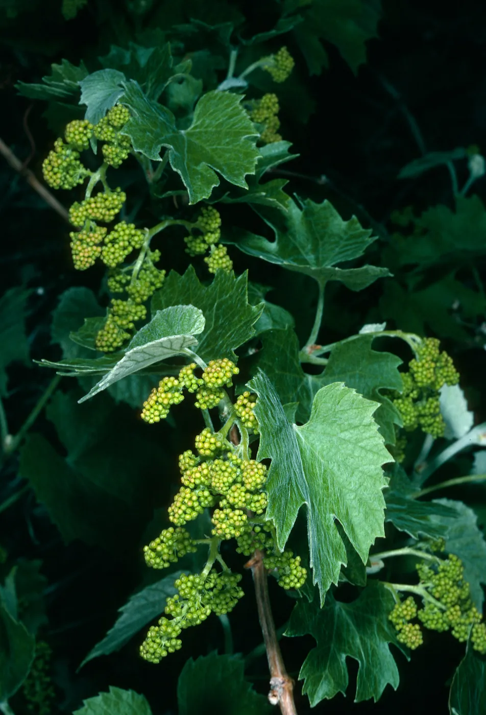 Vitis girdiana, Saline Valley Grapevine Canyon