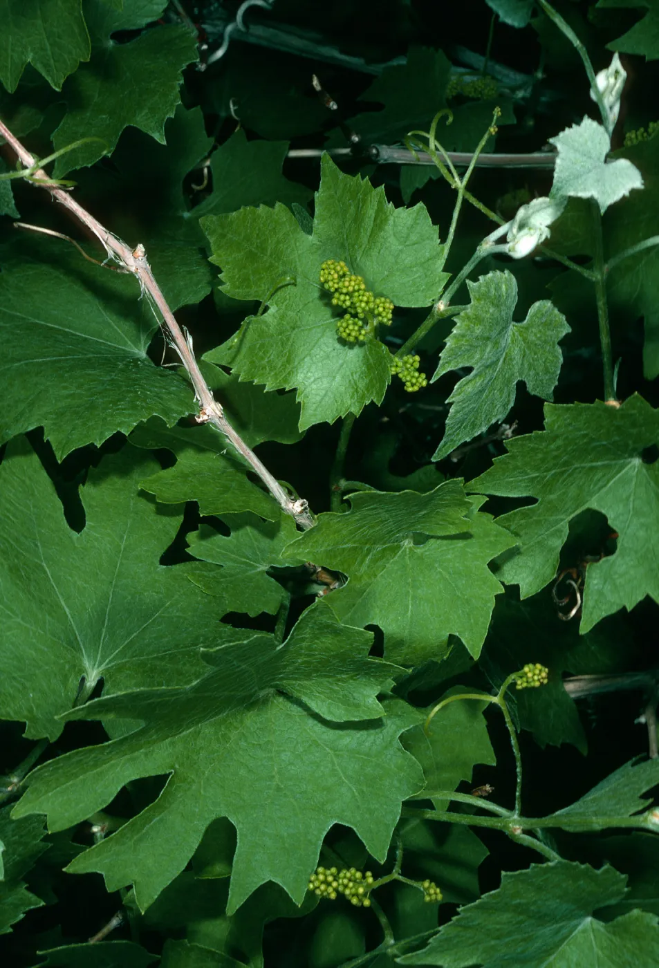 Vitis girdiana, Saline Valley, Grapevine Canyon