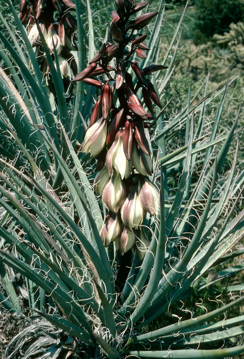 Yucca baccata, Providence Mtns., Wildhorse Cyn Rd.