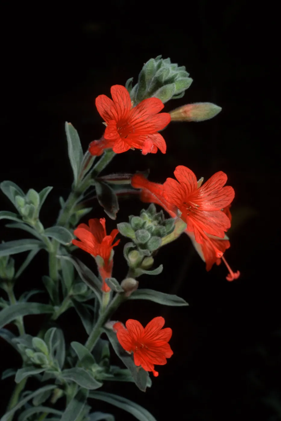 Epilobium canum