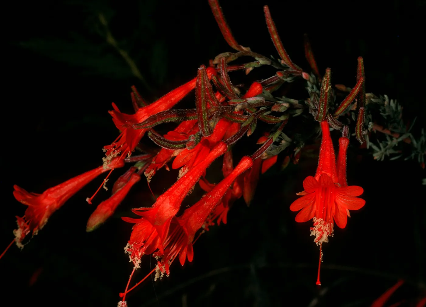 Epilobium canum, Painted Cave Rd.