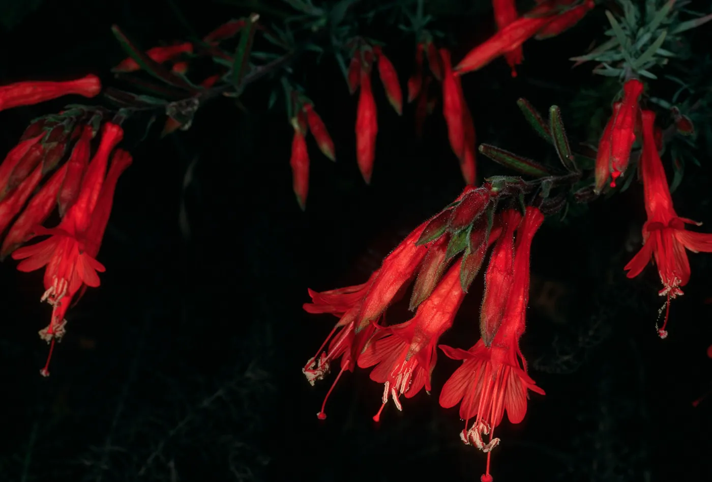 Epilobium canum, Monterey Co., Big Creek Reserve