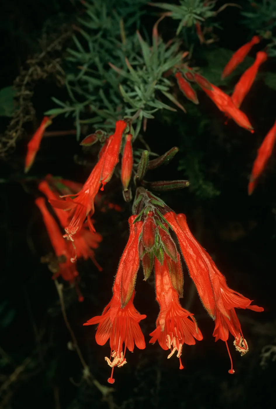 Epilobium canum,Monterey Co., Big Creek Reserve