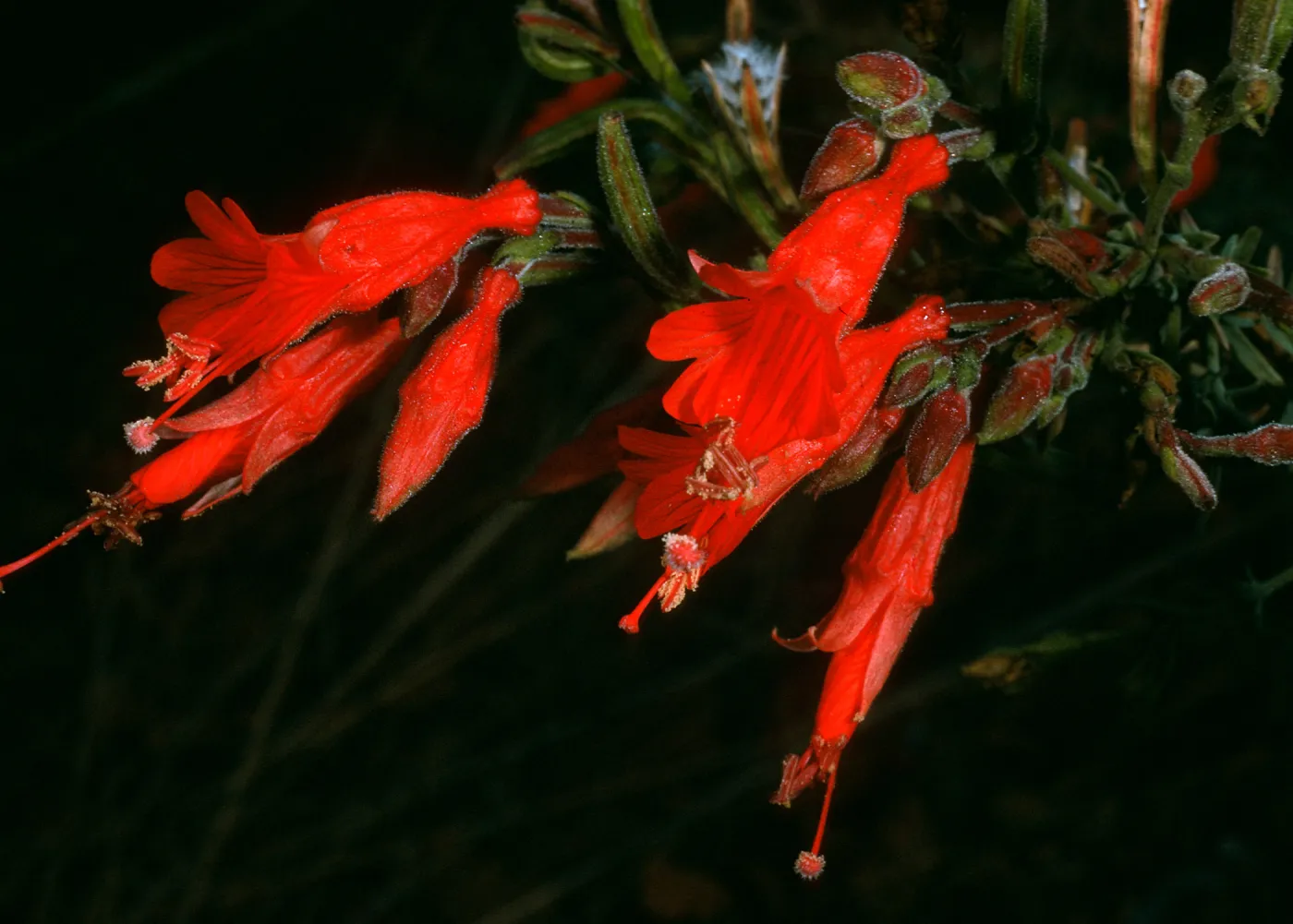 Epilobium canum,Santa Cruz Isl., So. Ridge Rd. above Laguna Cyn.
