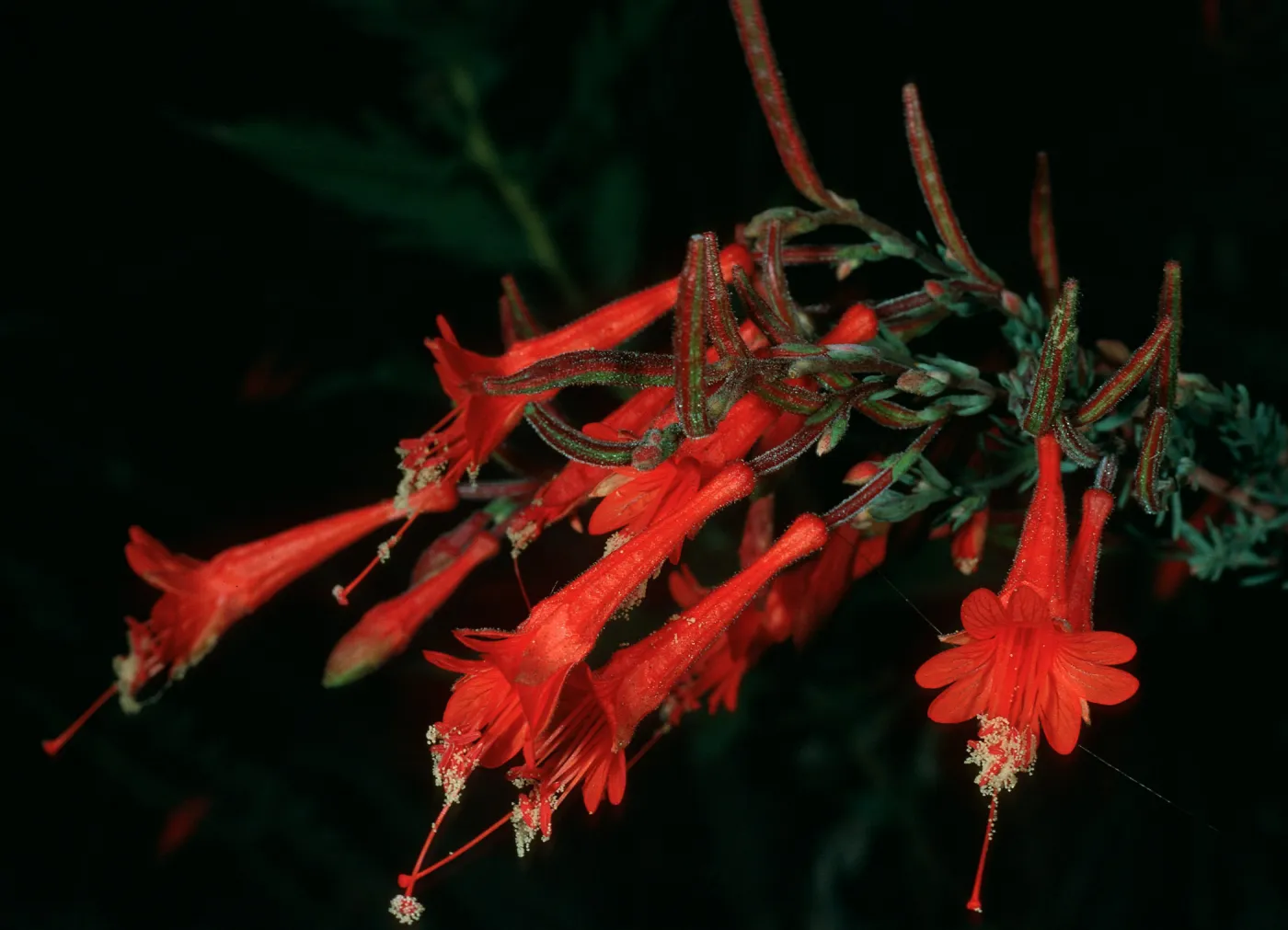 Epilobium canum, Painted Cave Rd.