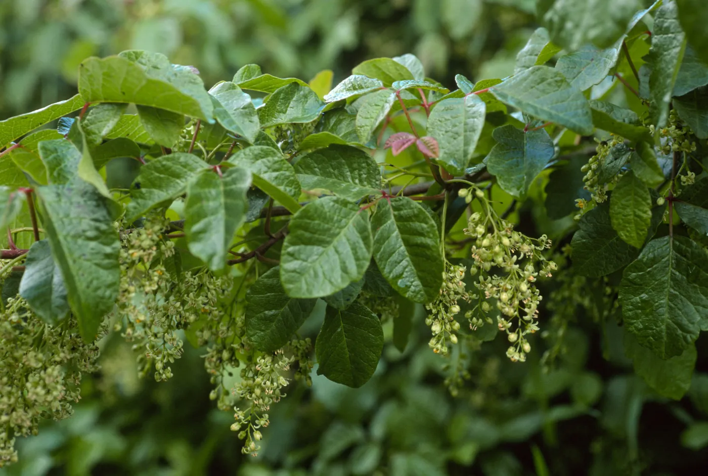 Toxicodendron,Catalina Isl., above Toyon Bay