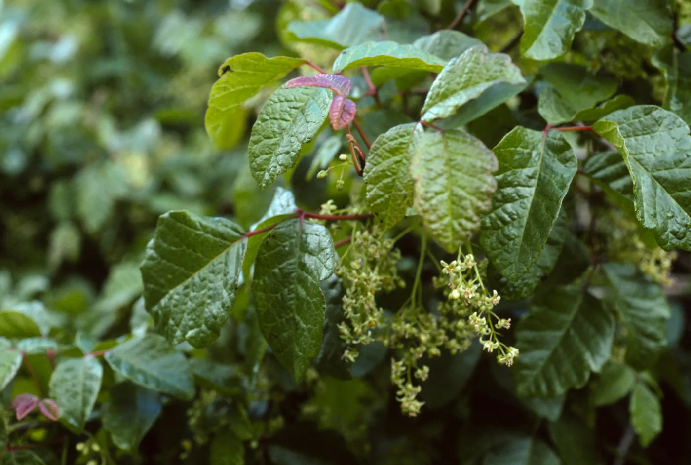 Toxicodendron,Catalina Isl., above Toyon Bay