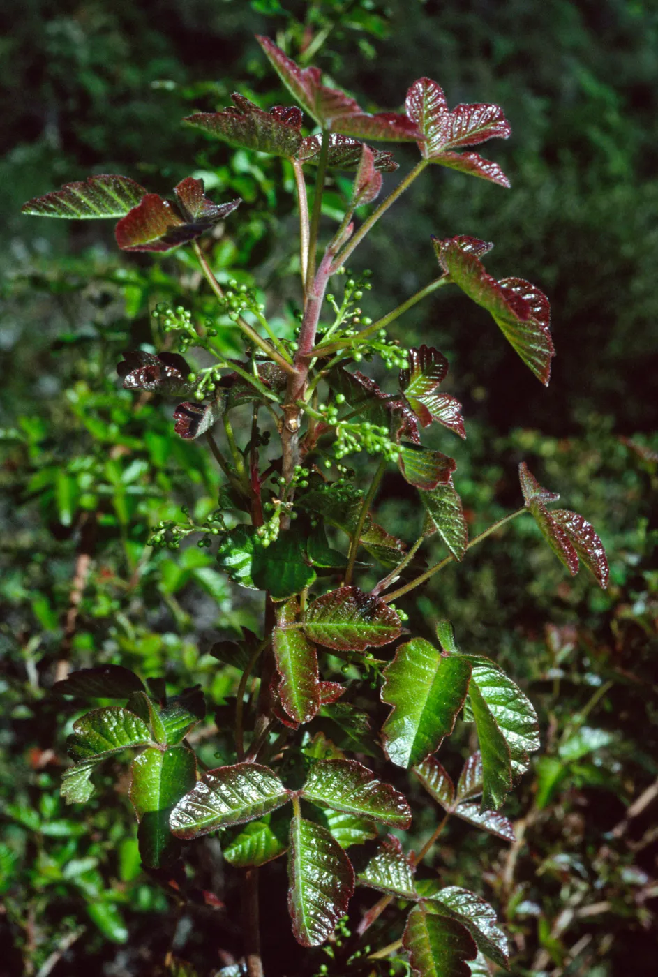 Toxicodendron, Tunnel Rd.