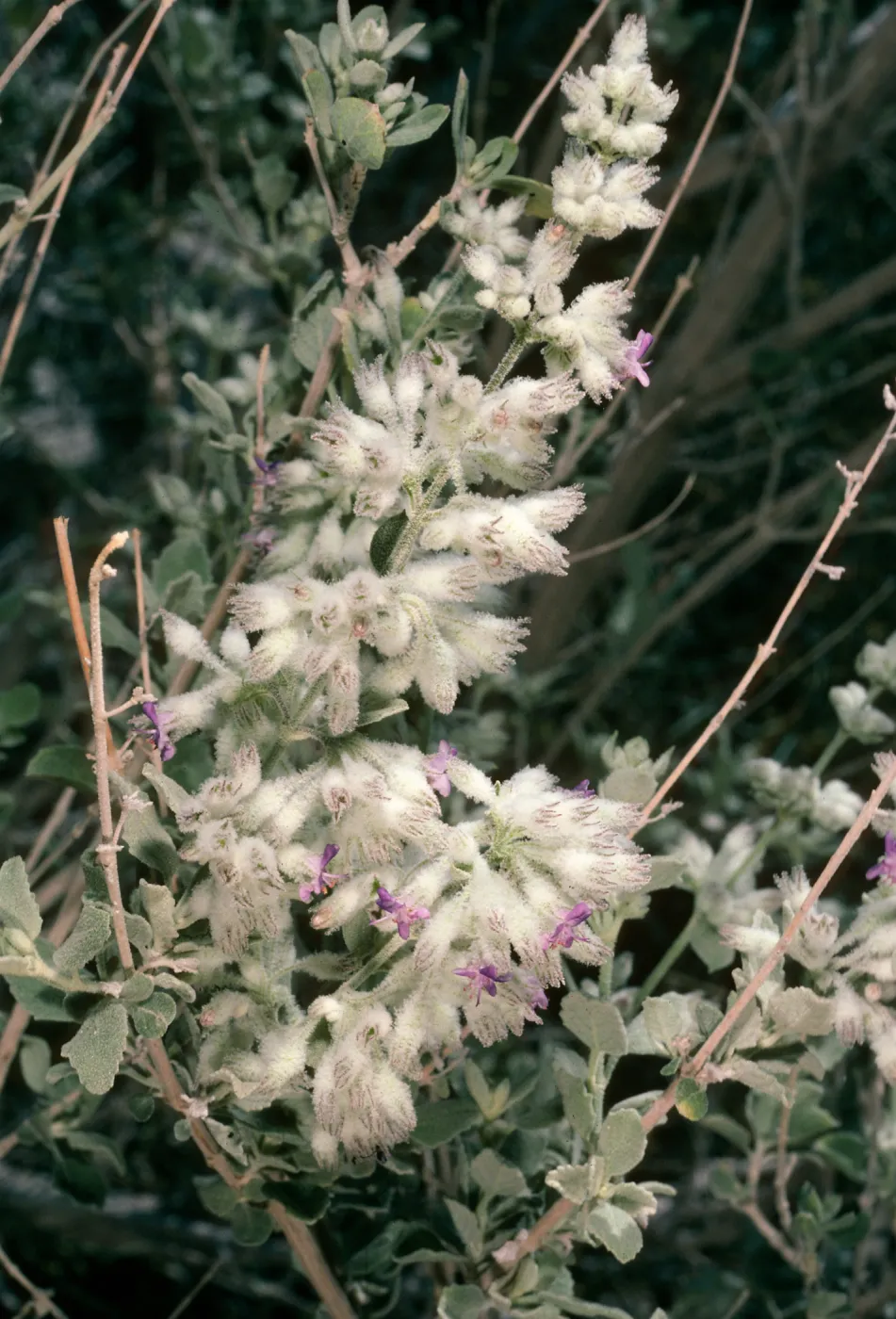 Hyptis emoryi, Borrego Palm Cyn. 
