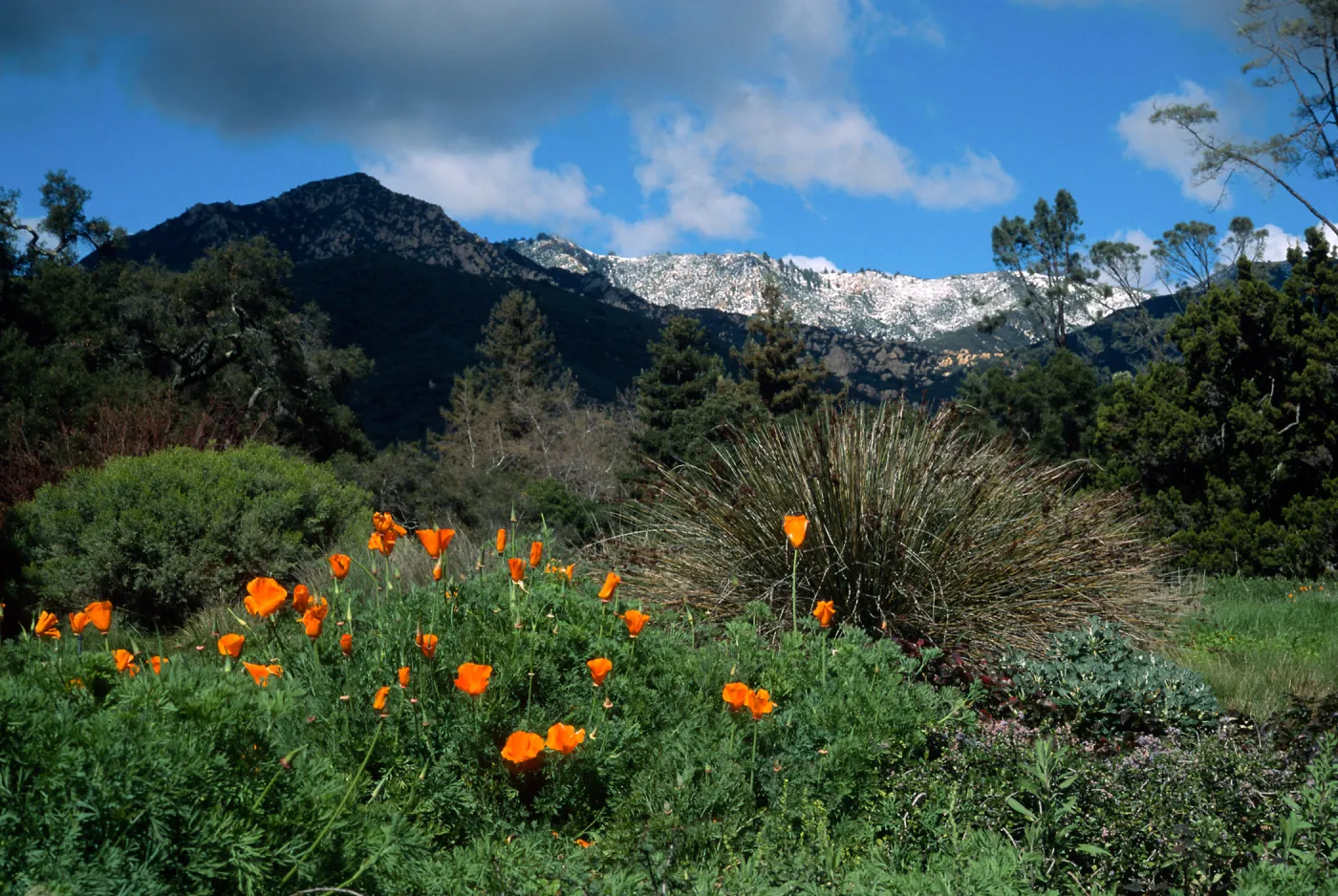 Snow on Santa Ynez Mtns., SBBG meadow
