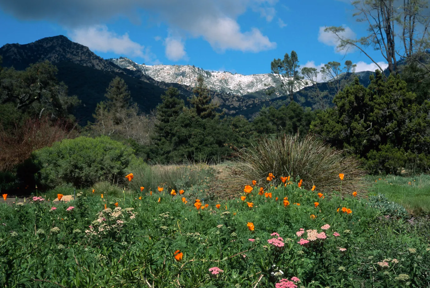 Snow on Santa Ynez Mtns., SBBG meadow