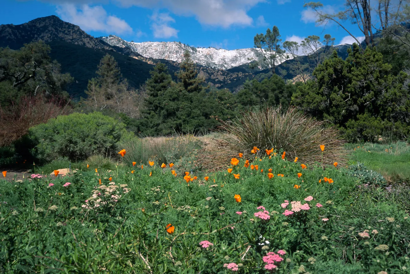 Snow on Santa Ynez Mtns., SBBG meadow