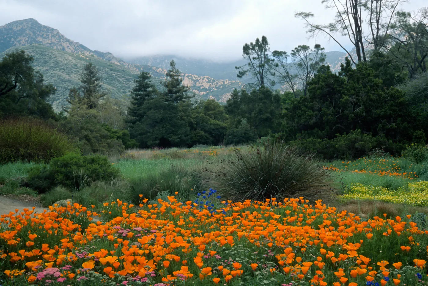 SBBG meadow