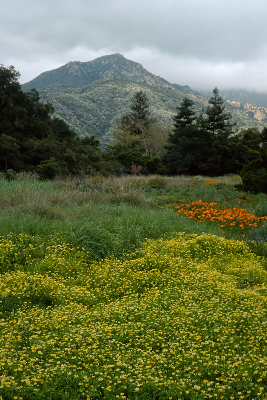 SBBG meadow, Limnanthes
