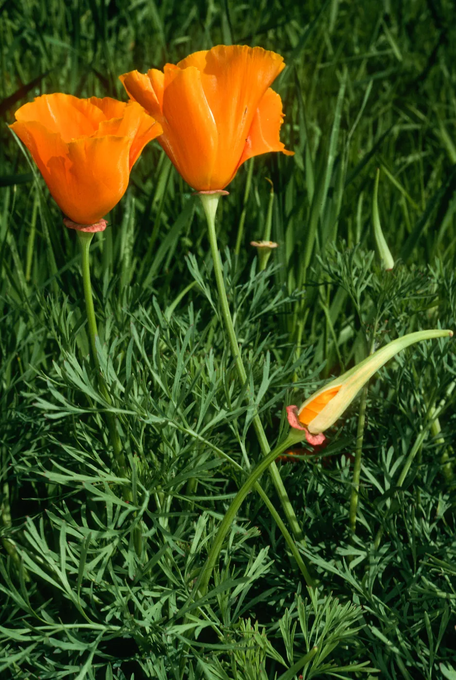 Eschscholzia californica