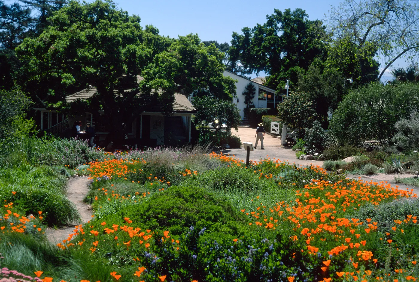 Eschscholzia californica