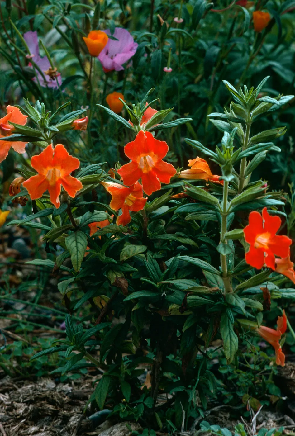 Mimulus hybrid, SBBG