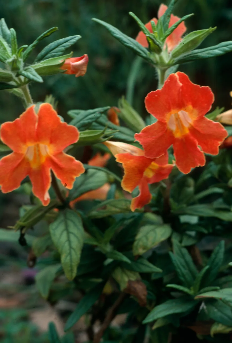 Mimulus hybrid, SBBG