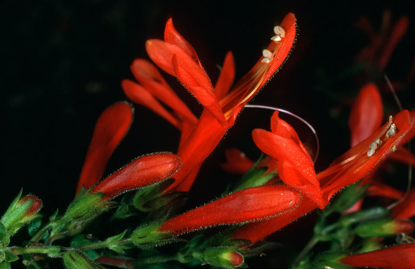 Keckiella cordifolia