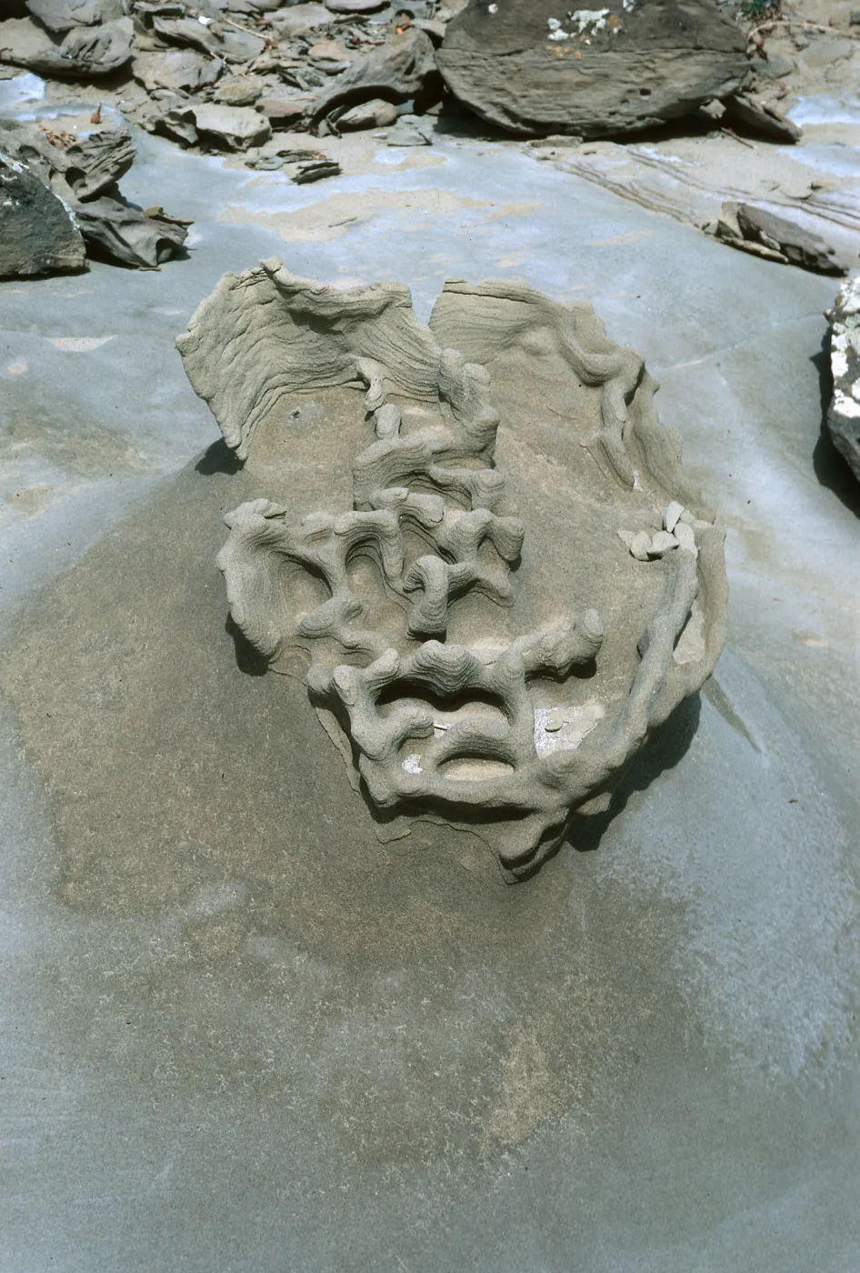 sandstone, Daytona Beach, San Nicolas Island