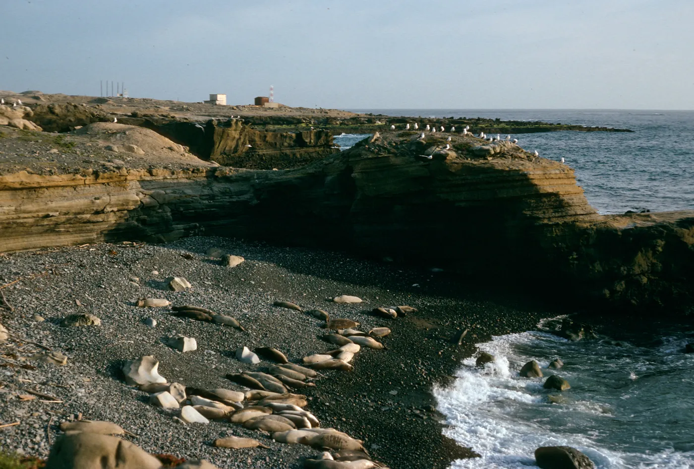 Elephant seals, West end Gull Colony