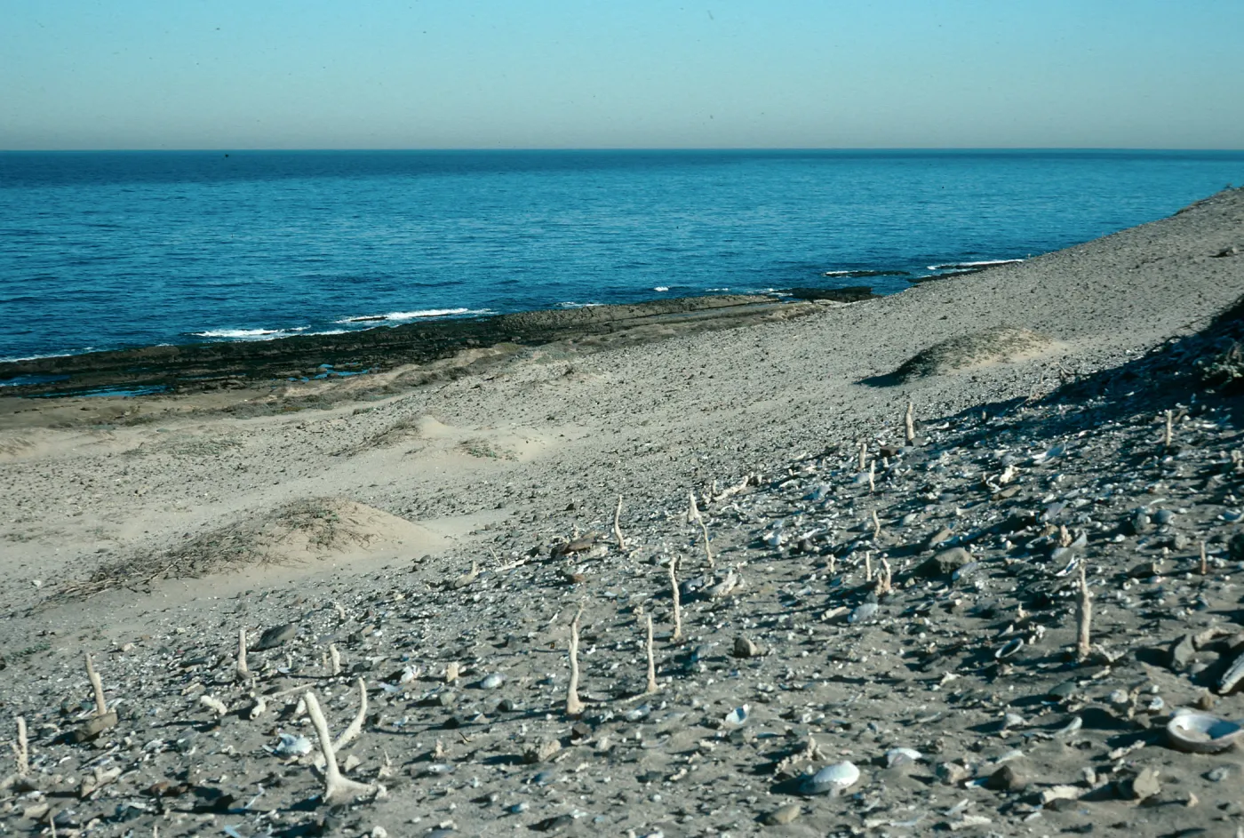 Caliche, just E. of Thousand Springs, San Nicolas Island