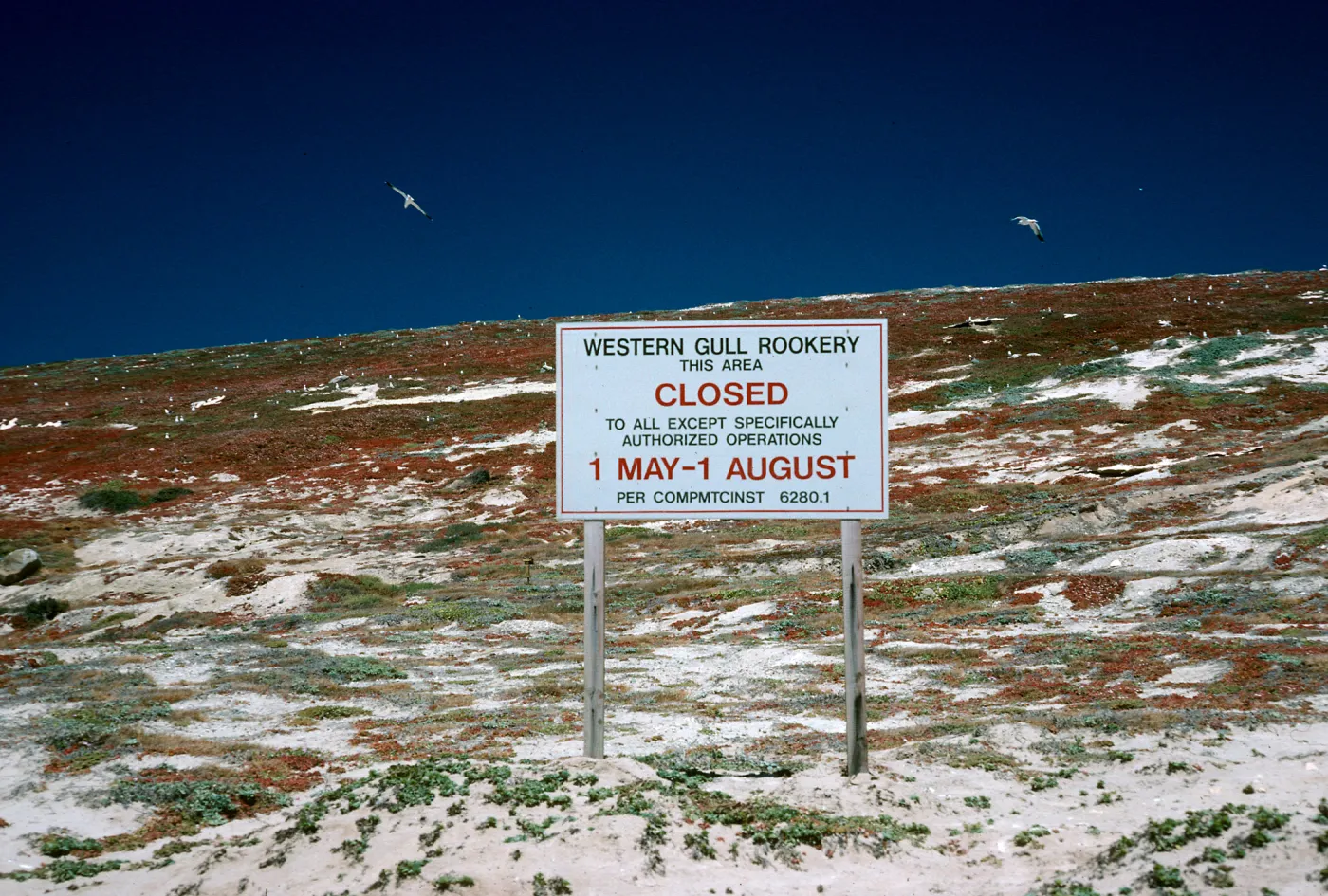 Gull colony,