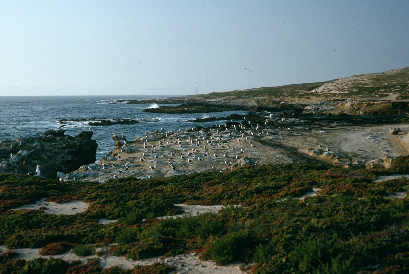 Gull colony, W. end San Nicolas Island
