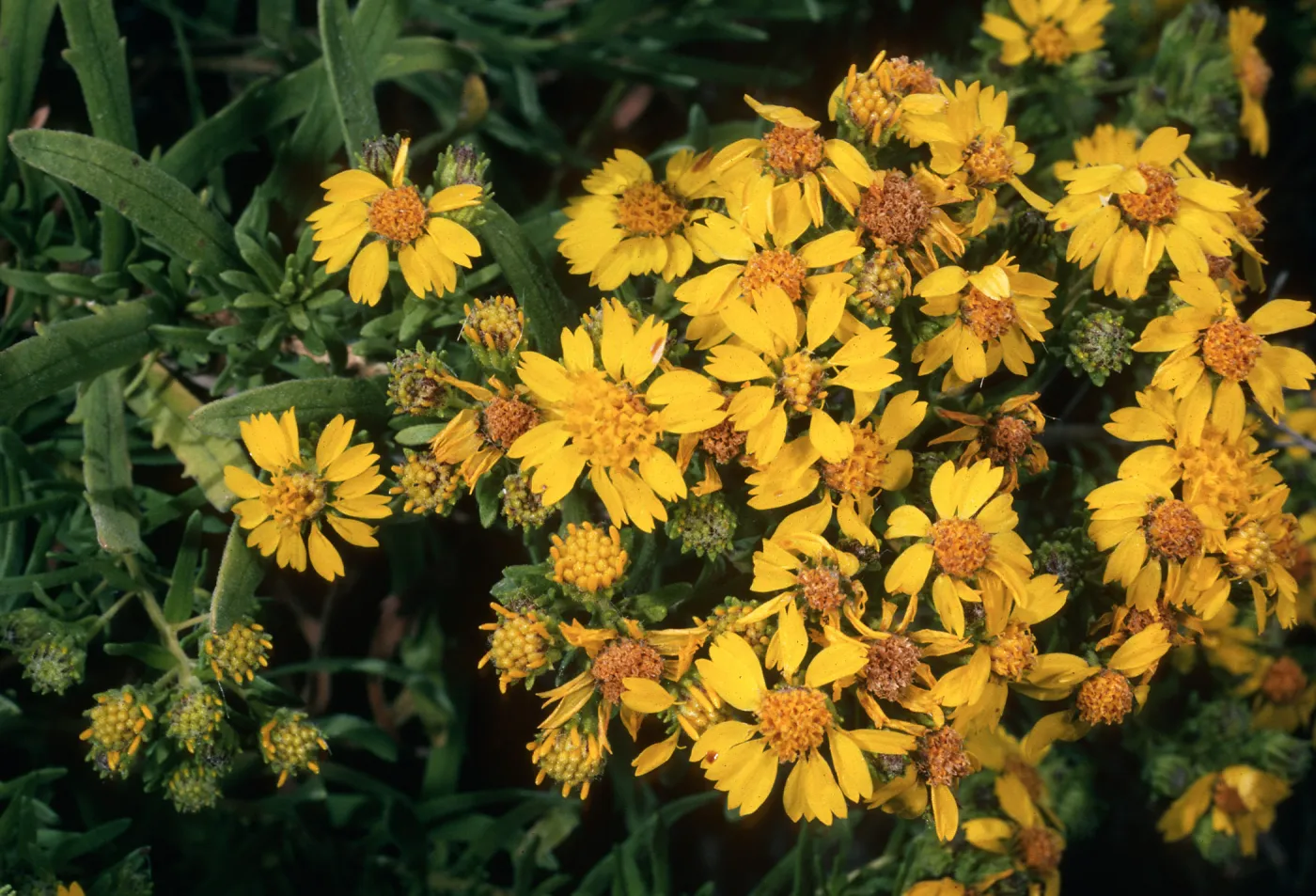 Hemizonia clementina, Santa Barbara Island