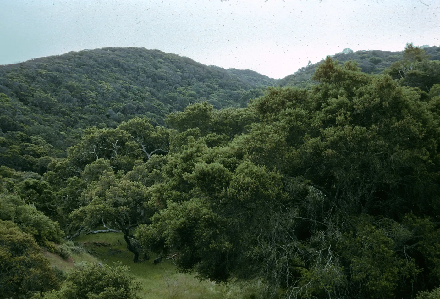 Oak woodland, north slope, Canada de la Portezuela, Santa Cruz Island