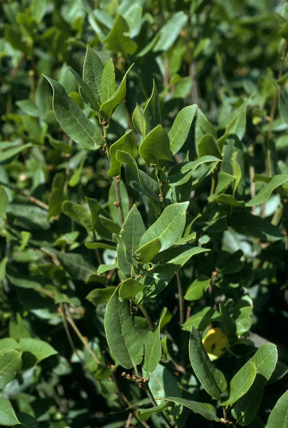 Quercus parvula, E. of Navy base, S. Cruz Island