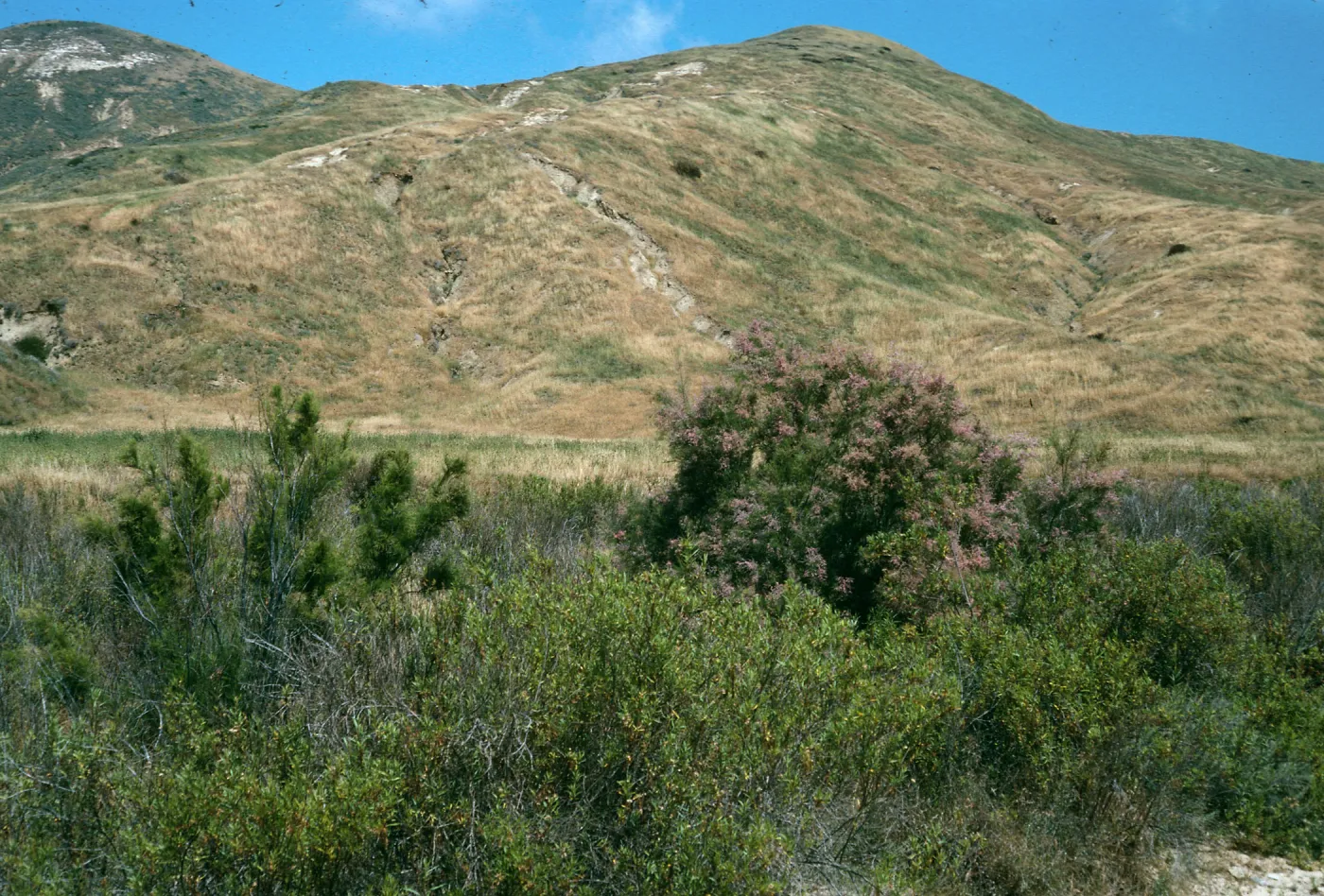 Tamarix, Lower Pozo Canyon, Santa Cruz Island