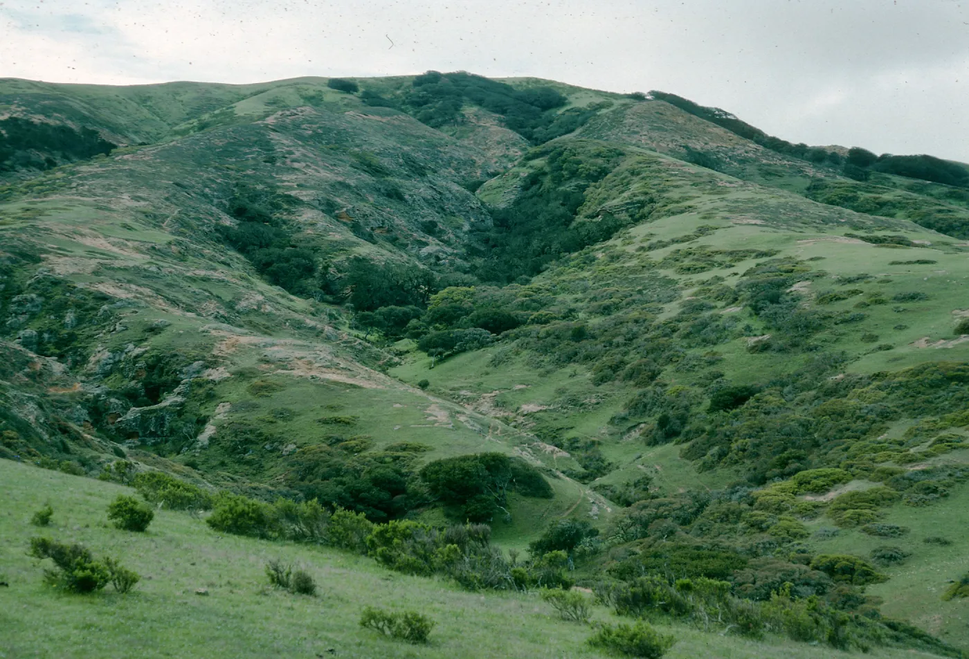 Black Mountain north side, Santa Rosa Island