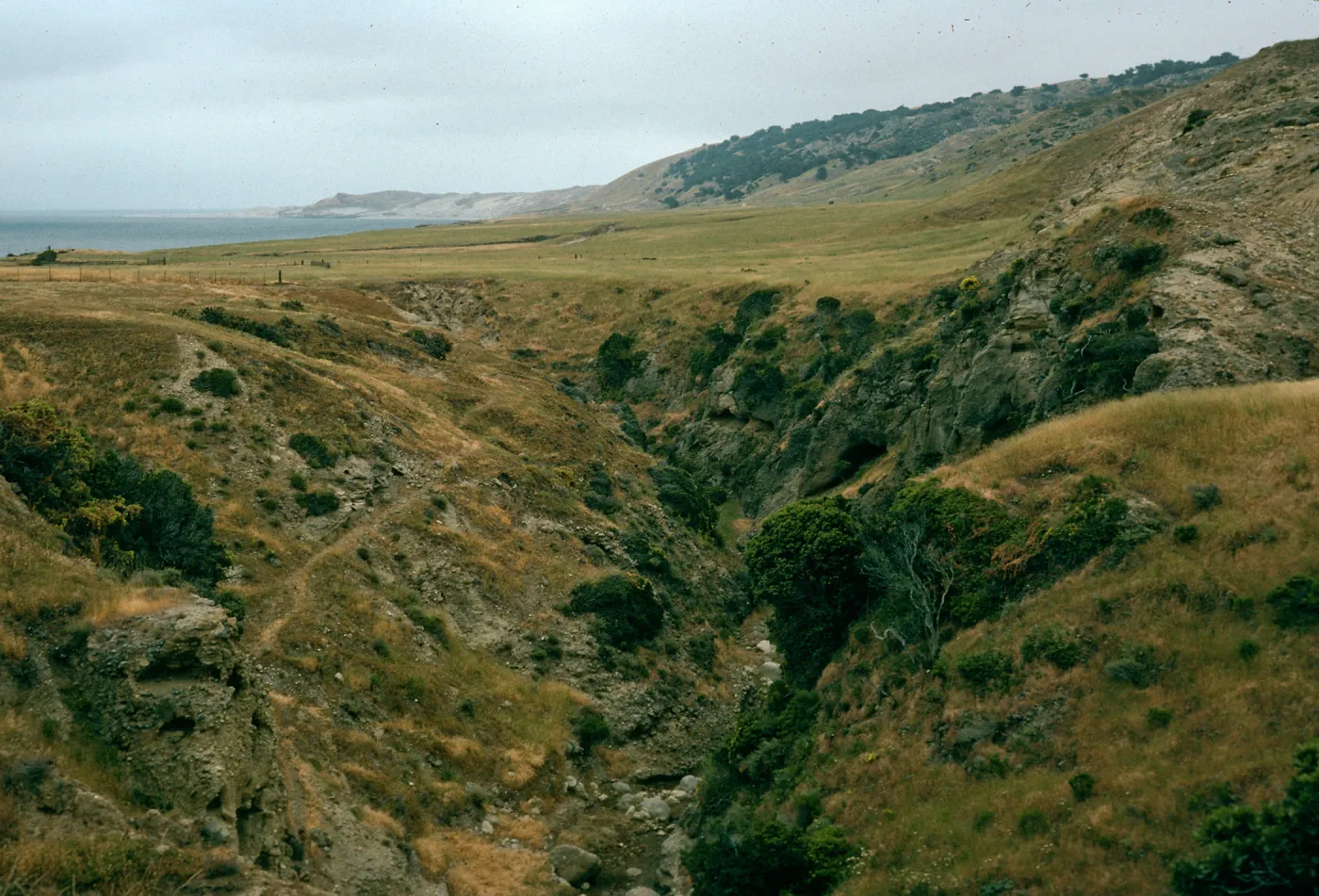 Water Cyn. below campground, Santa Rosa Isl.