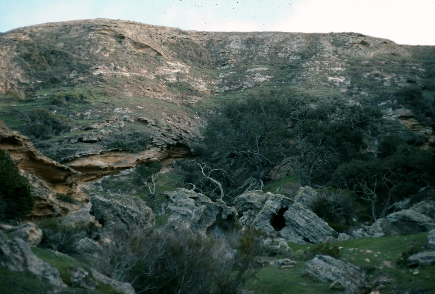 Lobos Canyon, Santa Rosa Island