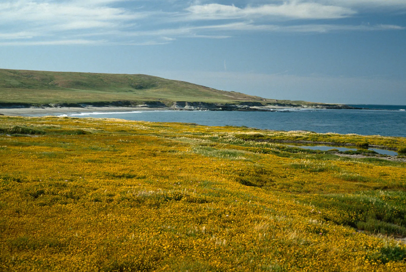 Lasthenia, East point, Santa Rosa Island