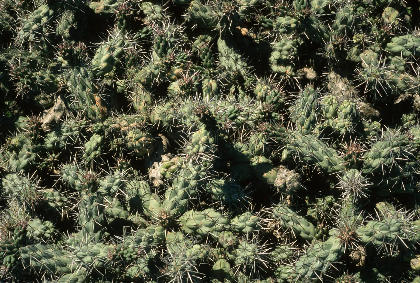 Opuntia, just N. of lighthouse, Natividad I.
