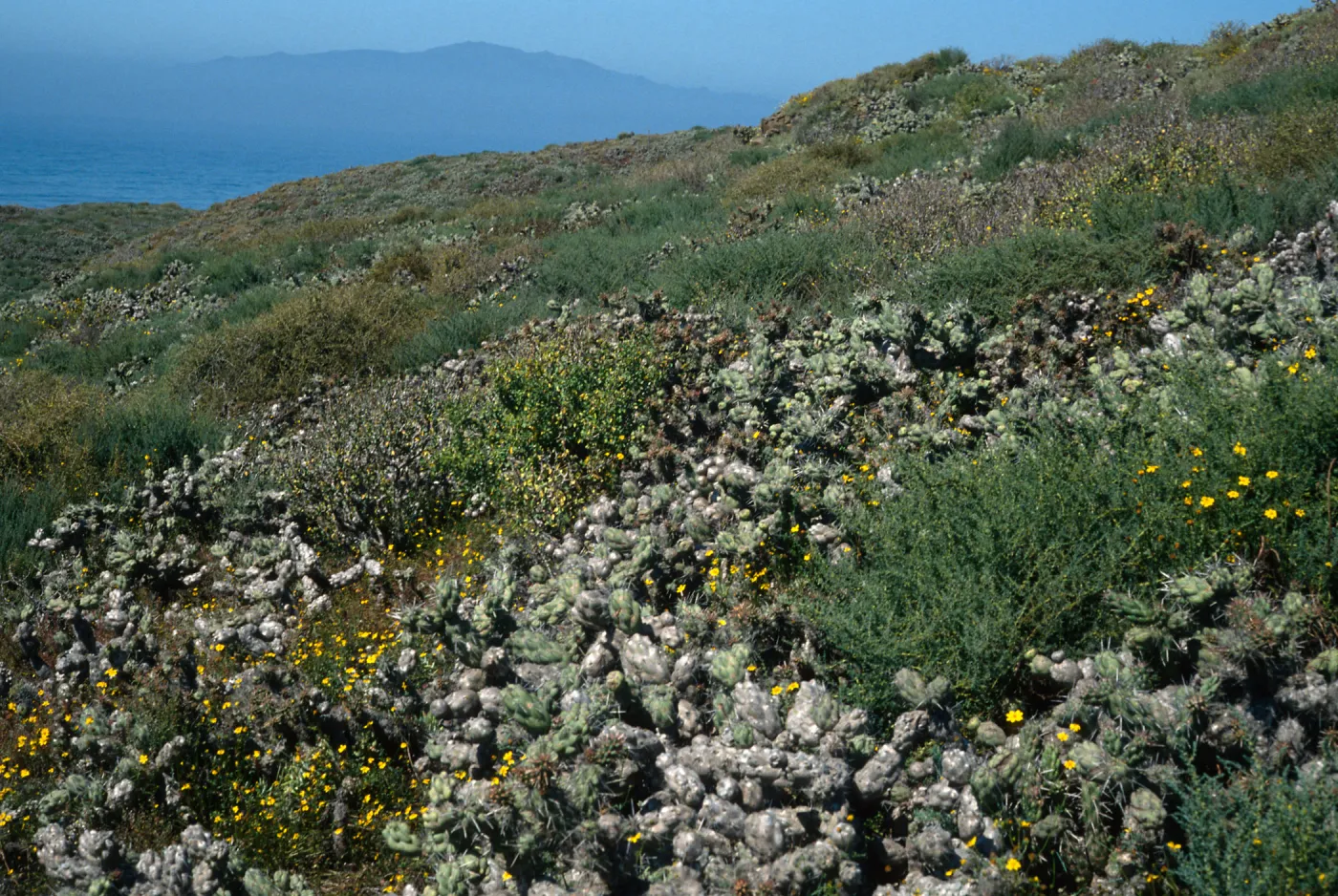 Opuntia (Prickly-pear), N. of lighthouse, Natividad I.