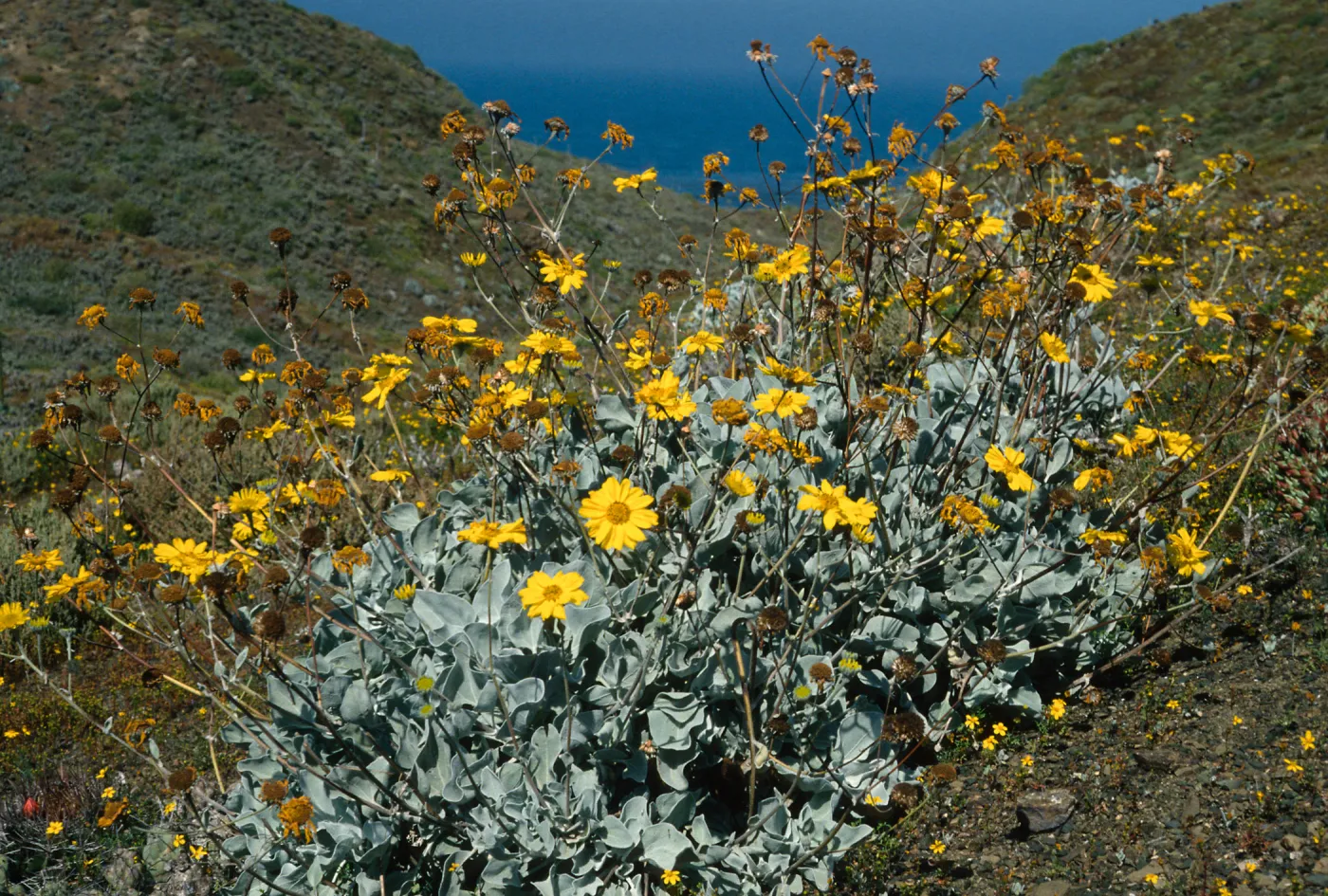 Viguiera lanata, N. of lighthouse, Natividad I.