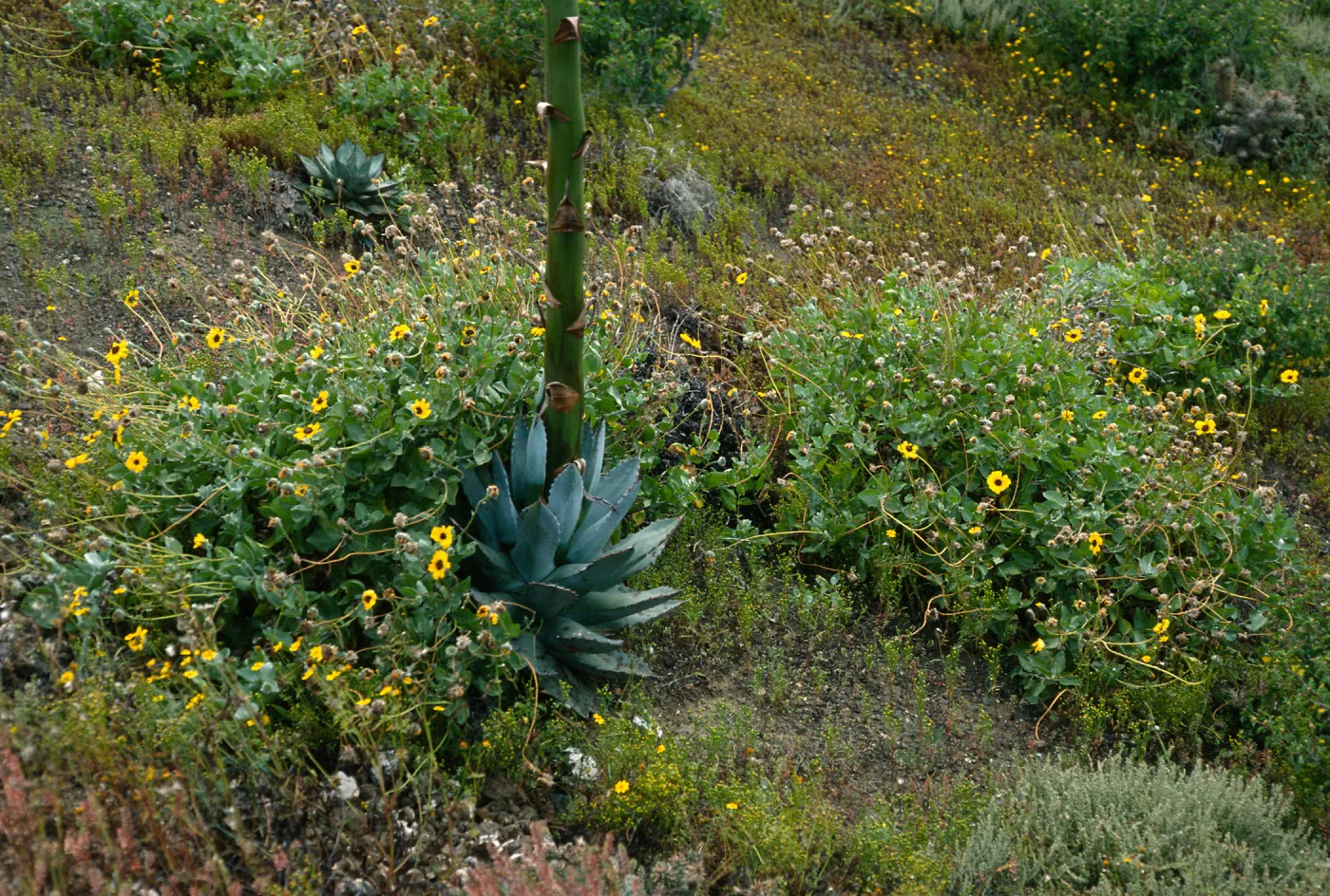 Encelia, Agave (Century Plant), E. side Natividad I.
