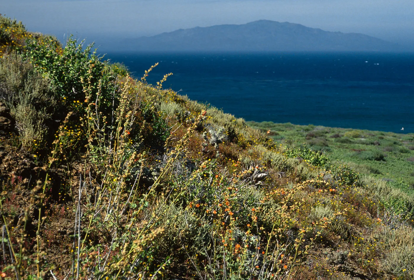 Sphaeralcea, canyon at NE. end (Cedros I. in background), Natividad I.