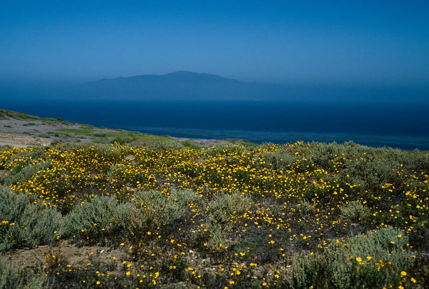 Atriplex julacea, Coreocarpus, Natividad Island