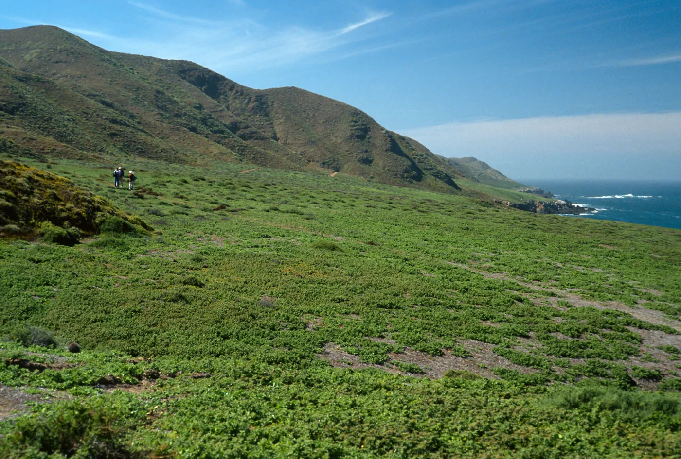 Mesambryanthemum, SE side, Natividad I.